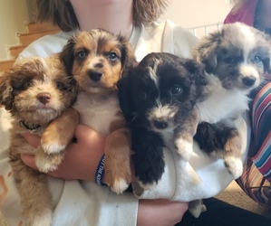 Aussie-Poo-Aussiedoodle Miniature  Mix Litter for sale in LEWISVILLE, ID, USA