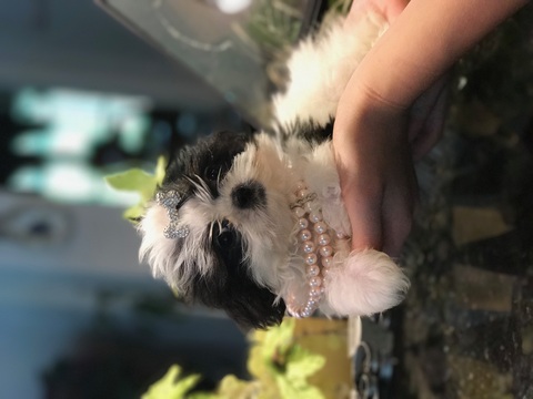 Medium Photo #1 Shih Tzu Puppy For Sale in BELLEVIEW, FL, USA