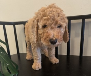 Goldendoodle Litter for sale in TEMECULA, CA, USA