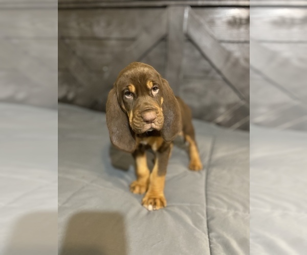 Medium Photo #1 Bloodhound Puppy For Sale in WARRIOR, AL, USA