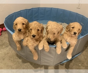 Goldendoodle Litter for sale in NEWKIRK, OK, USA
