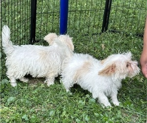 YorkiePoo Litter for sale in MAPLEWOOD, MN, USA