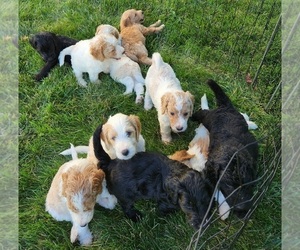 Goldendoodle Litter for sale in KANSAS CITY, MO, USA