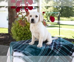 Labrador Retriever Litter for sale in DUNDEE, OH, USA