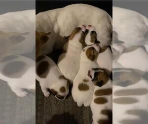Jack Russell Terrier Litter for sale in BRIGGSDALE, CO, USA