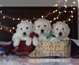 English Cream Golden Retriever Litter for sale in ARCANUM, OH, USA