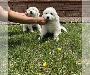 Great Pyrenees Litter for sale in DENVER, CO, USA
