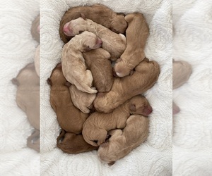 Double Doodle Litter for sale in MESA, AZ, USA
