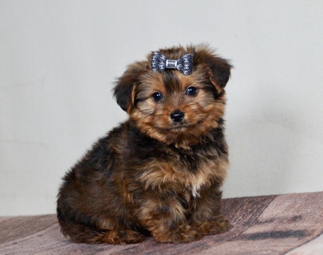Medium Photo #1 Zuchon Puppy For Sale in WARSAW, IN, USA