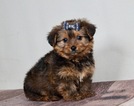 Small Photo #1 Zuchon Puppy For Sale in WARSAW, IN, USA