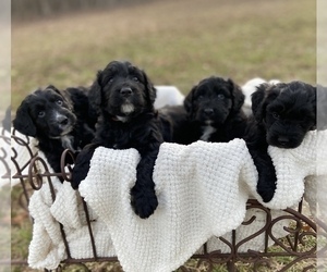 Aussiedoodle Litter for sale in MANCHESTER, TN, USA