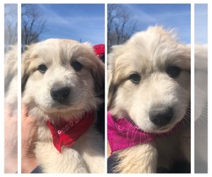 Great Pyrenees Litter for sale in CHRISTIANA, TN, USA
