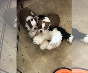 Boston Terrier Litter for sale in JOSHUA, TX, USA