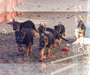 German Shepherd Dog Litter for sale in PLUMAS LAKE, CA, USA