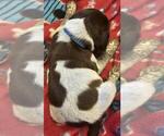 Small Photo #1 German Shorthaired Pointer Puppy For Sale in BERESFORD, SD, USA