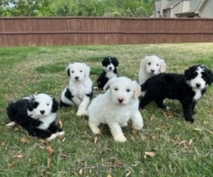Sheepadoodle Litter for sale in PENDERGRASS, GA, USA