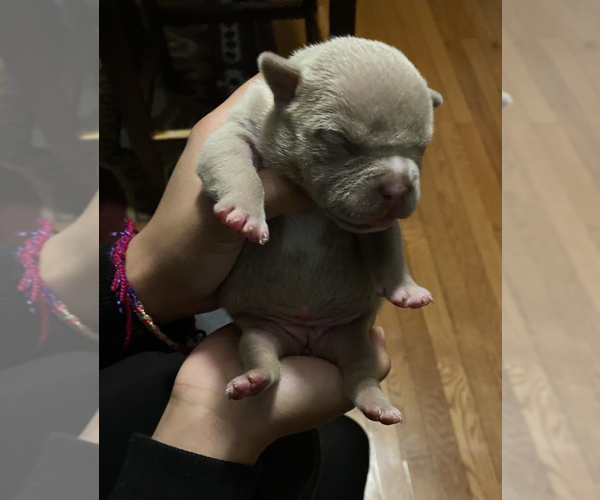 Medium Photo #1 American Bully Puppy For Sale in SAINT LOUIS, MO, USA