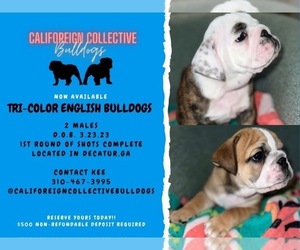 English Bulldog Litter for sale in DECATUR, GA, USA