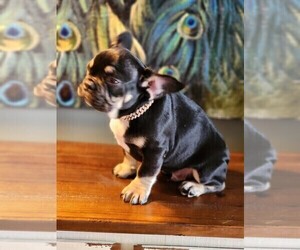 French Bulldog Litter for sale in FRANKLINTON, LA, USA
