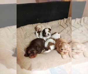 Shih Tzu Litter for sale in FANNING SPGS, FL, USA