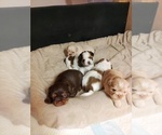 Small Photo #1 Shih Tzu Puppy For Sale in FANNING SPGS, FL, USA