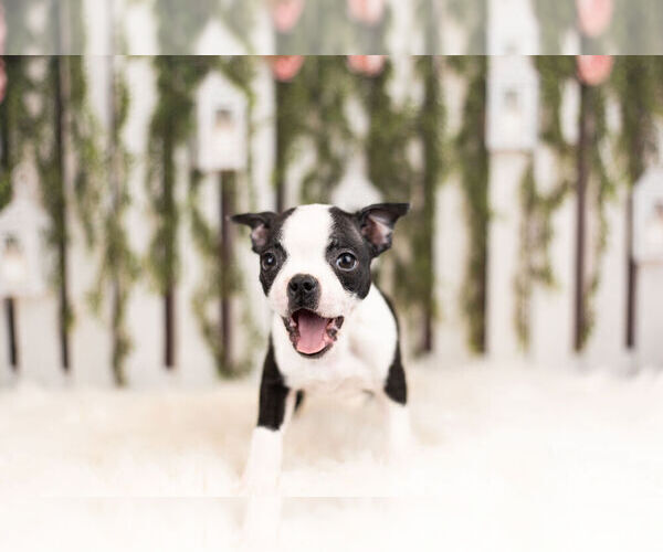 Medium Photo #1 Boston Terrier Puppy For Sale in WARSAW, IN, USA