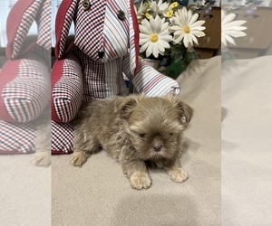 Shih Tzu Litter for sale in TOMBALL, TX, USA