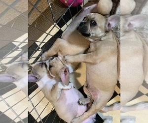 French Bulldog Litter for sale in PLANT CITY, FL, USA