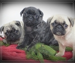 Small Photo #1 Pug Puppy For Sale in BULLTOWN, PA, USA