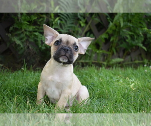 Frenchie Pug Litter for sale in MILLERSBURG, OH, USA