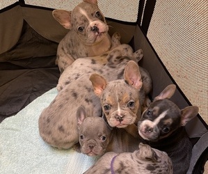 French Bulldog Litter for sale in TUCSON, AZ, USA