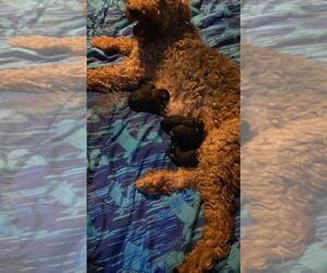 Airedale Terrier Litter for sale in STEEDMAN, MO, USA