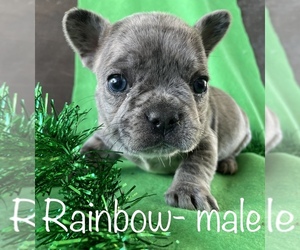 Medium French Bulldog