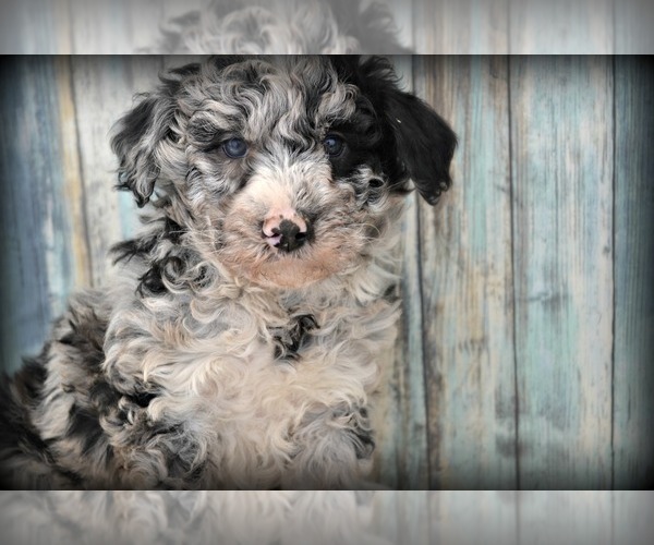 Medium Photo #1 F2 Aussiedoodle Puppy For Sale in NILES, MI, USA