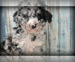 Small F2 Aussiedoodle