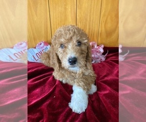 Goldendoodle Litter for sale in WARSAW, NY, USA