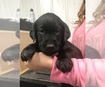 Small Photo #1 Labrador Retriever Puppy For Sale in PINE ISLAND, MN, USA