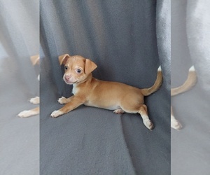 Beagle-Chihuahua Mix Litter for sale in PORT SHELDON, MI, USA