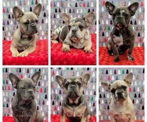 French Bulldog Litter for sale in BLAKESBURG, IA, USA