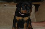 Small Photo #1 Rottweiler Puppy For Sale in SHOW LOW, AZ, USA