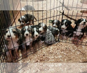 Bernedoodle Litter for sale in WHITEWOOD, SD, USA