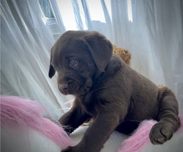 Medium Photo #1 Labrador Retriever Puppy For Sale in FREDERICKSBURG, VA, USA