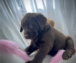 Small Photo #1 Labrador Retriever Puppy For Sale in FREDERICKSBURG, VA, USA