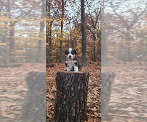 Australian Shepherd-Miniature Australian Shepherd Mix Litter for sale in HARRISON, AR, USA