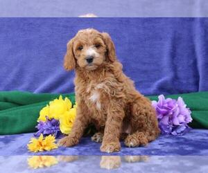 Goldendoodle (Miniature) Litter for sale in NEW HOLLAND, PA, USA