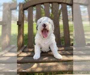 Sheepadoodle Litter for sale in E G FORKS, MN, USA