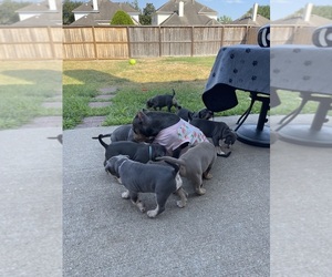 American Bully Litter for sale in STAFFORD, TX, USA