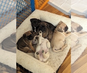 Daug Litter for sale in CINCINNATI, OH, USA
