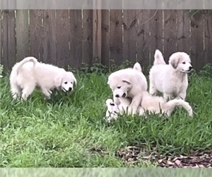 Great Pyrenees Litter for sale in SAVANNAH, GA, USA