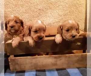 Cavapoo Litter for sale in EPHRATA, PA, USA